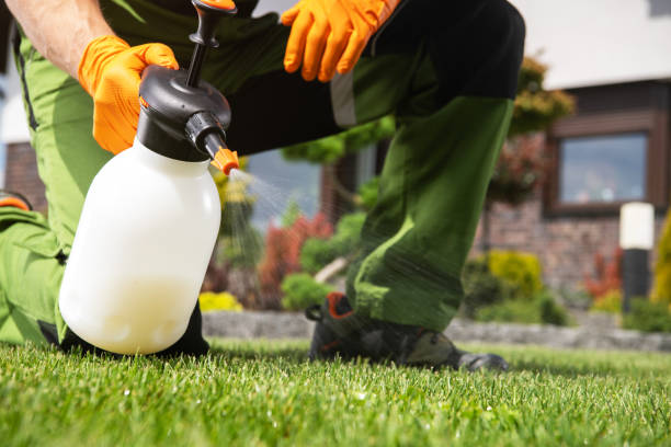 Best Wasp Removal Services  in Molalla, OR