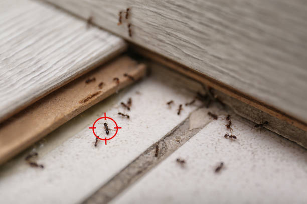 Best Rat Extermination Near Me  in Molalla, OR