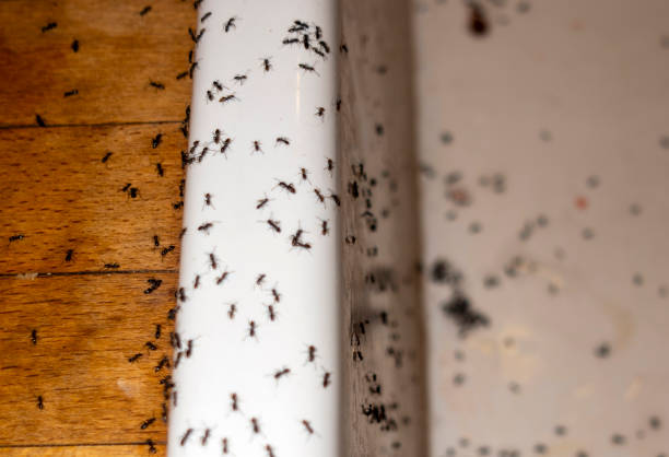 Best Pest Removal Services  in Molalla, OR