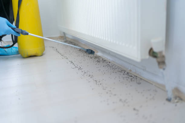 Trusted Molalla, OR Pest Control Experts